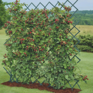 25 Blackberry Trellis Ideas » Comfy Ideas