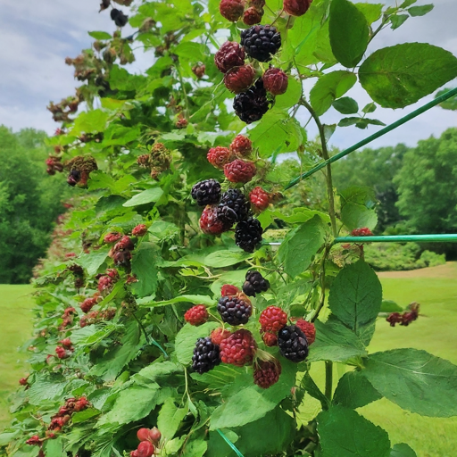 25 Blackberry Trellis Ideas » Comfy Ideas